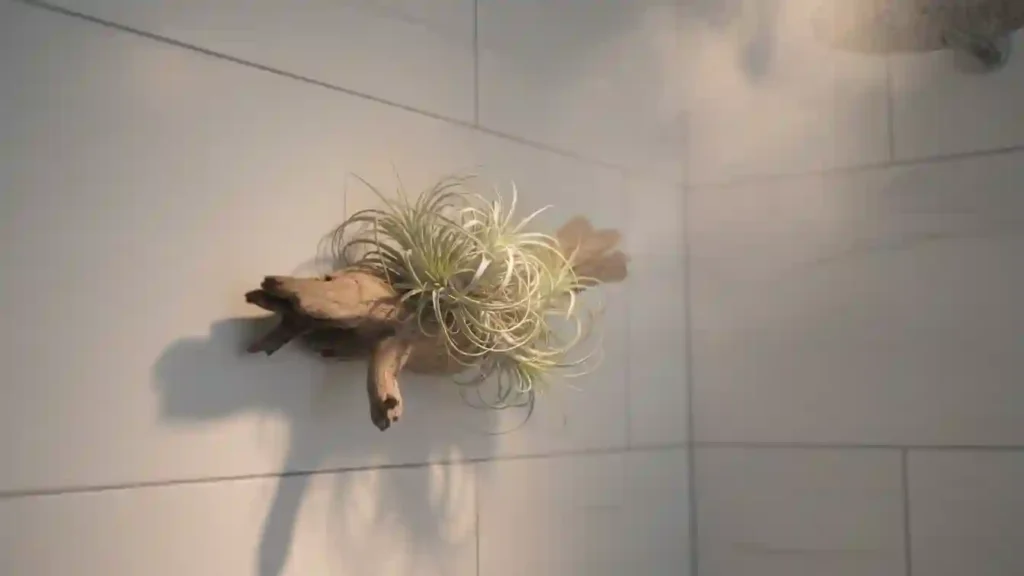 cluster of air plants mounted on driftwood on a bathroom wall proving even tiny shower plants can create a spa look